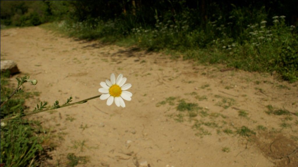 Asteraceae: cfr. Anthemis sp.
